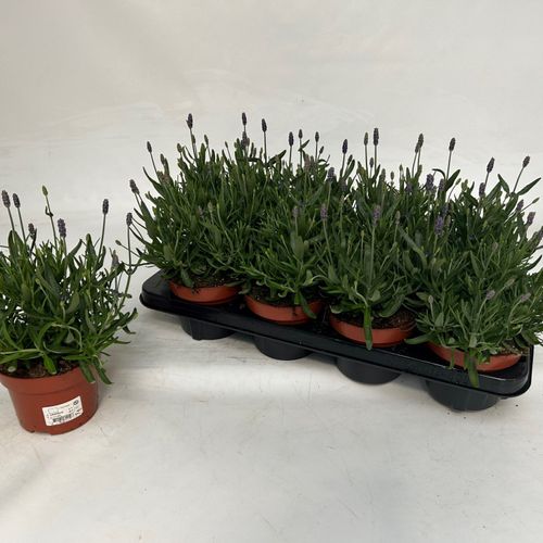 Lavendel Ang.T13 H30