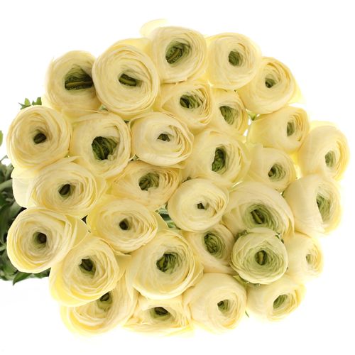 Ranunkel creme Cloni 45cm
