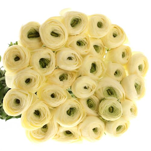 Ranunkel creme Cloni 45cm