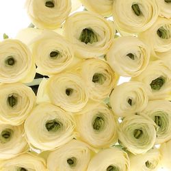 Ranunkel creme Cloni 45cm