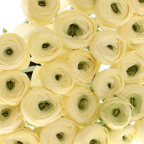 Ranunkel creme Cloni 45cm