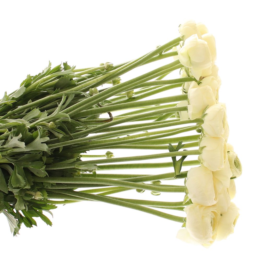 Ranunkel creme Cloni 45cm