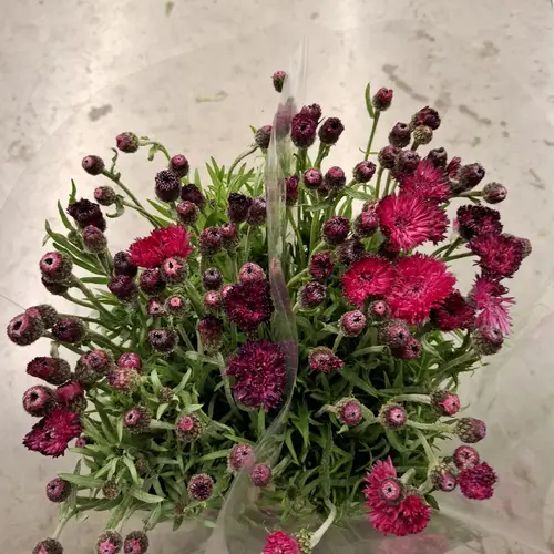 Kornblumen Cerise 60cm