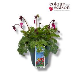 Dicentra rosa Diamonds T15 H030