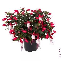Fuchsia fuchsia Bella Evita T10,5 H020