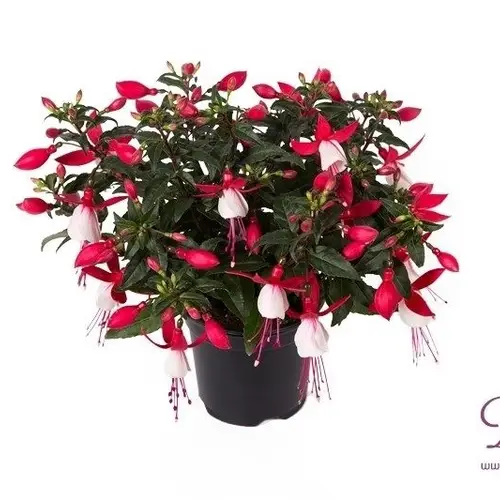 Fuchsia fuchsia Bella Evita T10,5 H020