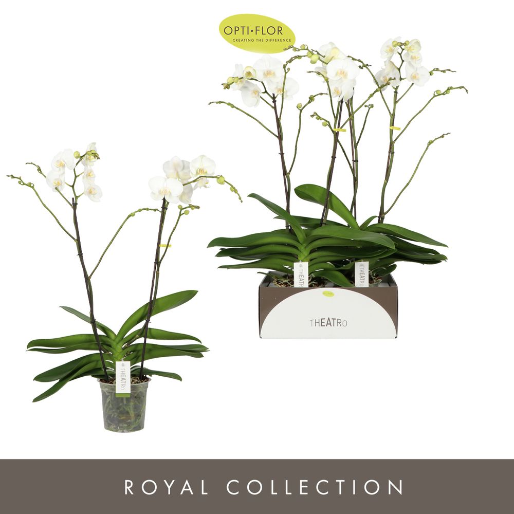 Phal.2-R weiss Theatro Classico T17 H85