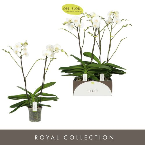 Phal.2-R weiss Theatro Classico T17 H85