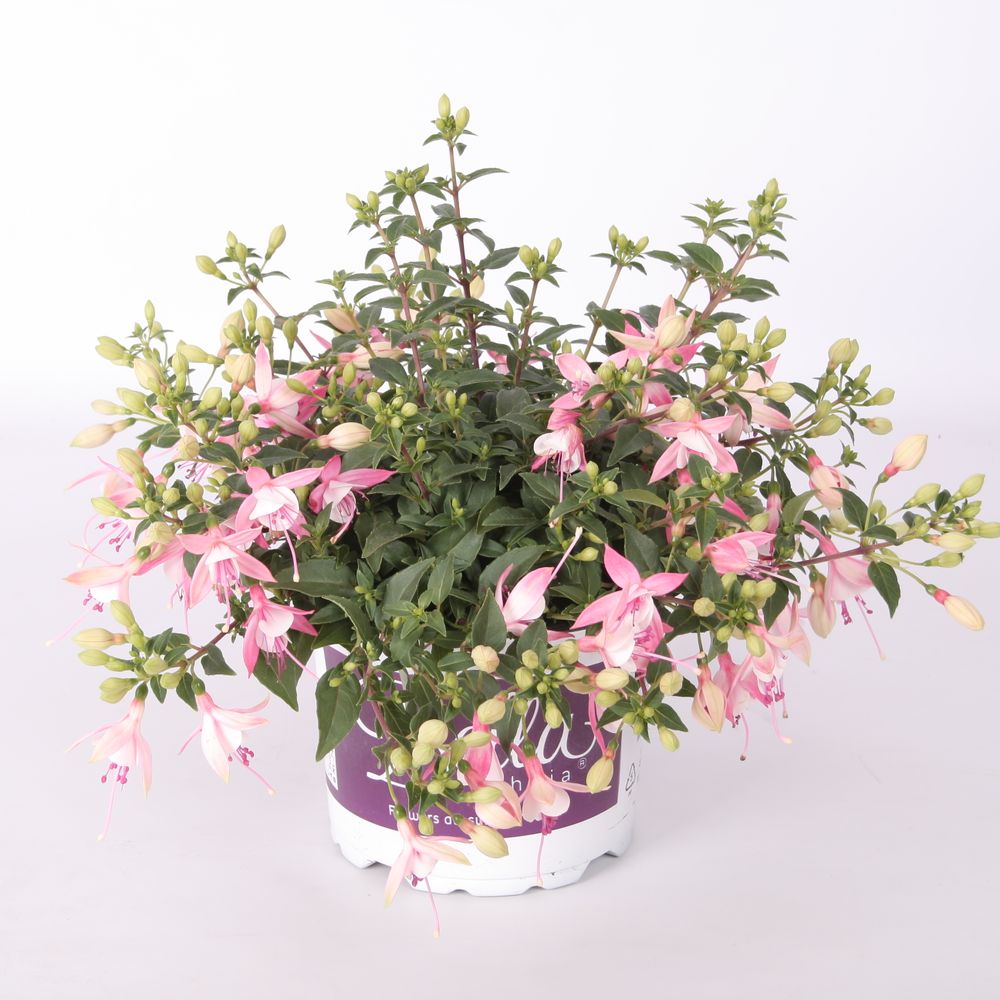 Fuchsia Sophia T17 H30