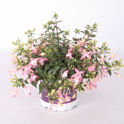 Fuchsia Sophia T17 H30
