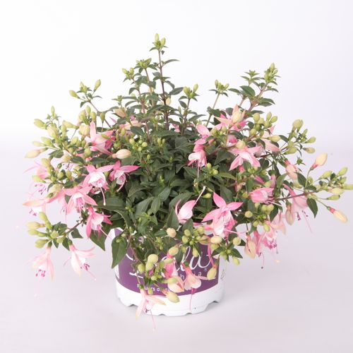 Fuchsia Sophia T17 H30