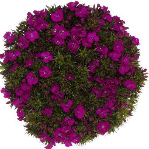 Bartnelke fuchsia Neon Purple 50cm