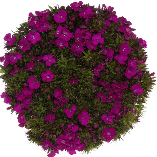 Bartnelke fuchsia Neon Purple 50cm