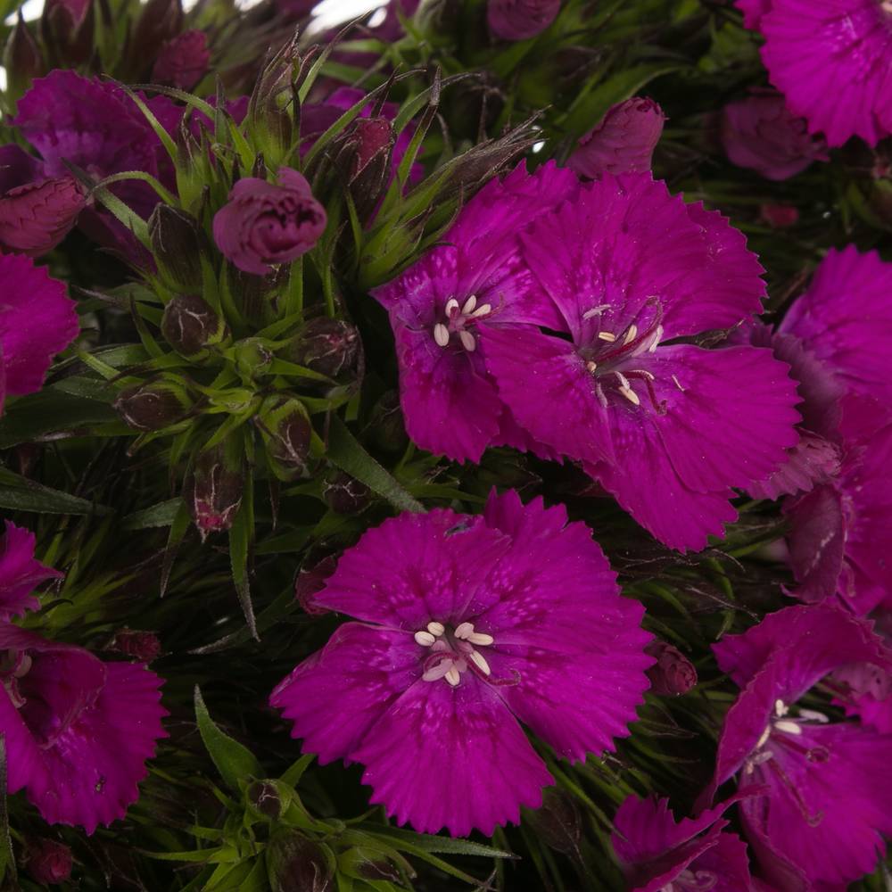 Bartnelke fuchsia Neon Purple 50cm