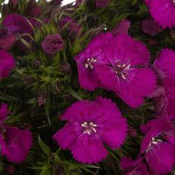 Bartnelke fuchsia Neon Purple 50cm