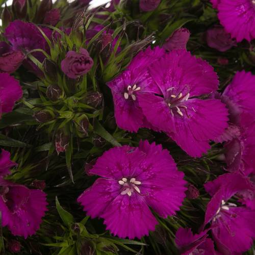 Bartnelke fuchsia Neon Purple 50cm