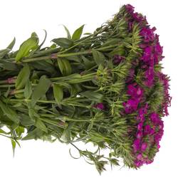 Bartnelke fuchsia Neon Purple 50cm