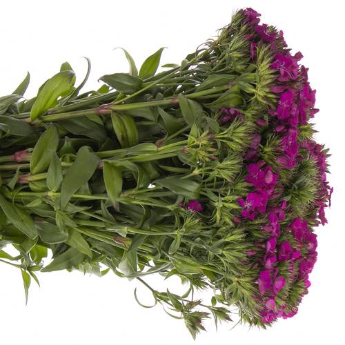 Bartnelke fuchsia Neon Purple 50cm
