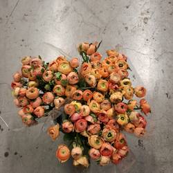 Ranunkel apricot  Elegance Italie 45cm 40 Gr x30