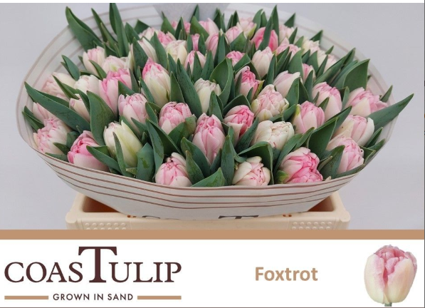 Tulpe rosa Foxtrot Coas Tulip 36 Gramm