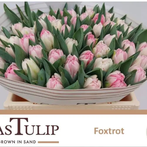 Tulpe rosa Foxtrot Coas Tulip 36 Gramm