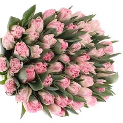 Tulpe rosa Foxtrot Coas Tulip 36 Gramm