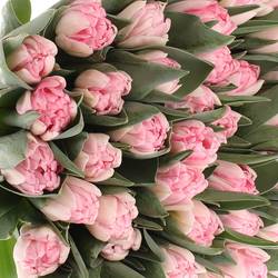 Tulpe rosa Foxtrot Coas Tulip 36 Gramm