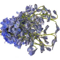 Delphinium blau Andes Azure 50cm
