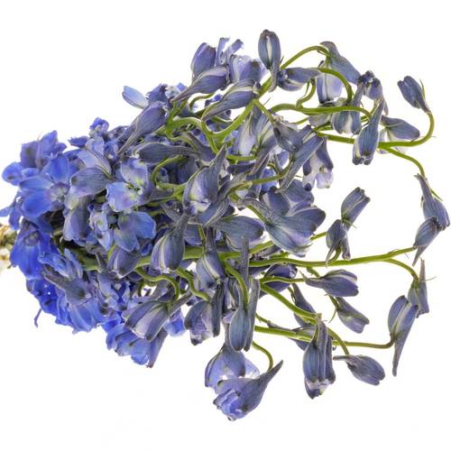 Delphinium blau Andes Azure 50cm