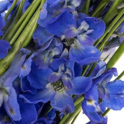 Delphinium blau Andes Azure 50cm