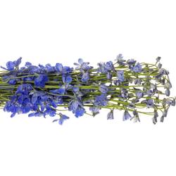 Delphinium blau Andes Azure 50cm