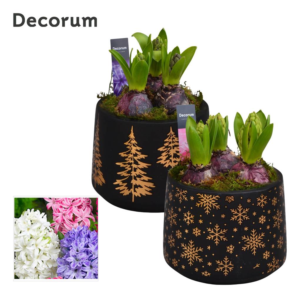 Hyac.Arr mix HL15932 Weihnachten T13 H019