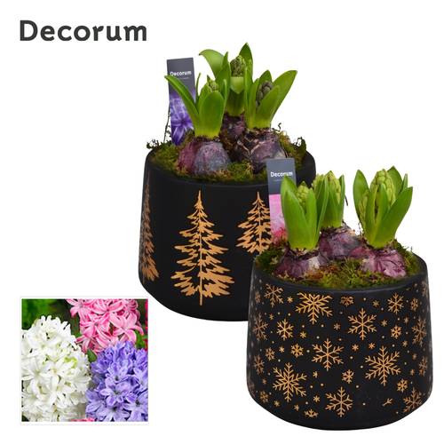 Hyac.Arr mix HL15932 Weihnachten T13 H019