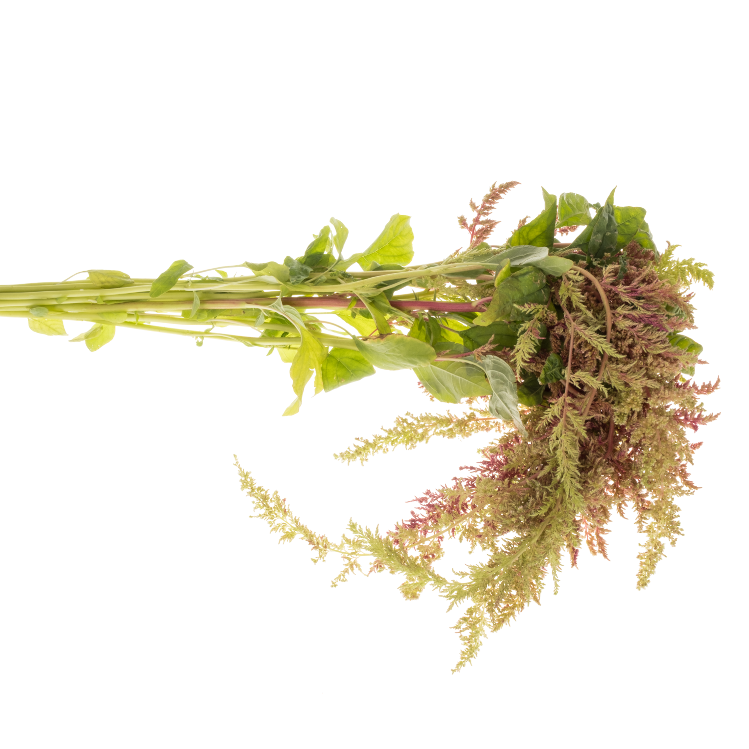 Amaranthus hang weinrot/grün-weinrot/grün Magic Spider 65cm