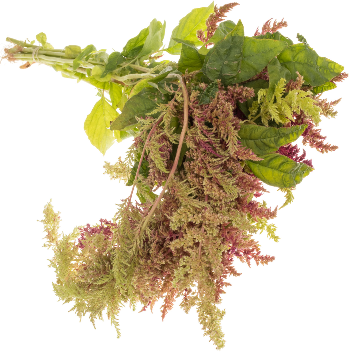 Amaranthus hang weinrot/grün-weinrot/grün Magic Spider 65cm