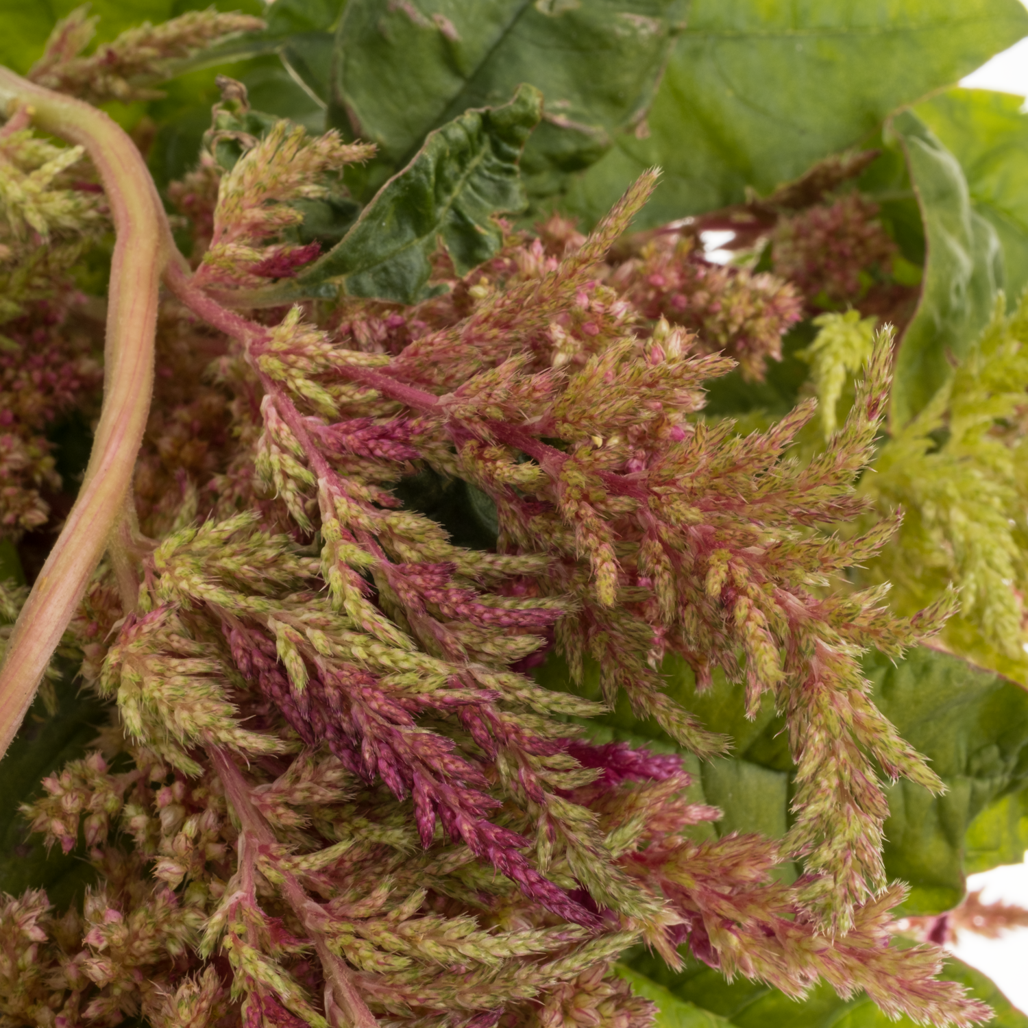 Amaranthus hang weinrot/grün-weinrot/grün Magic Spider 65cm