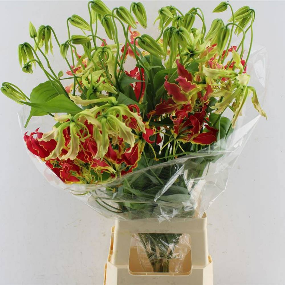 Gloriosa rot/gelb Southern Wind 80cm