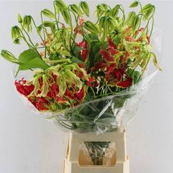 Gloriosa rot/gelb Southern Wind 80cm