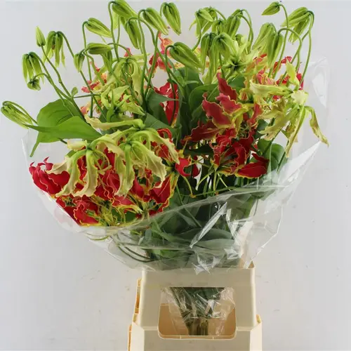 Gloriosa rot/gelb Southern Wind 80cm