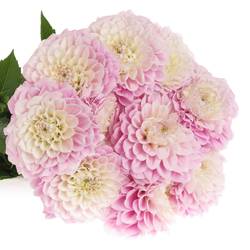 Dahlia rosa Sweet rosa  50cm