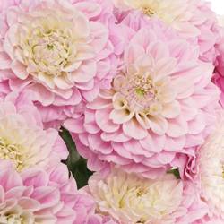 Dahlia rosa Sweet rosa  50cm