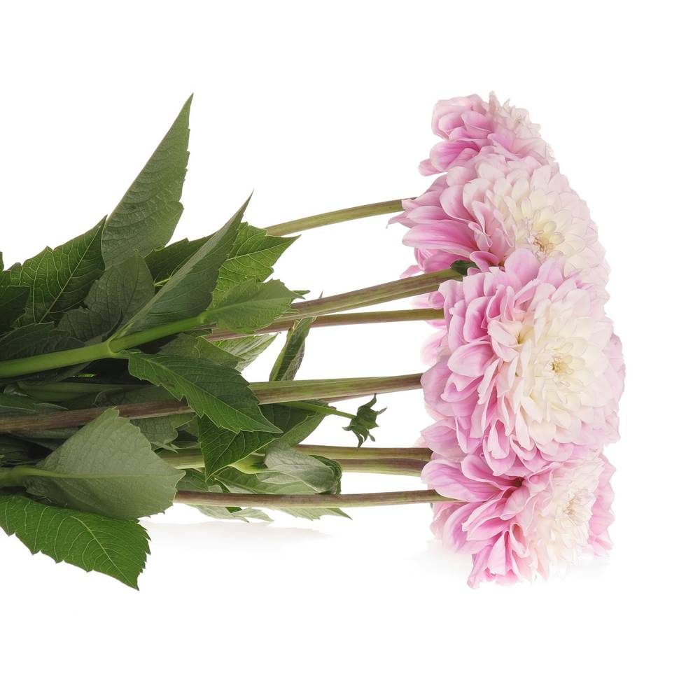 Dahlia rosa Sweet rosa  50cm