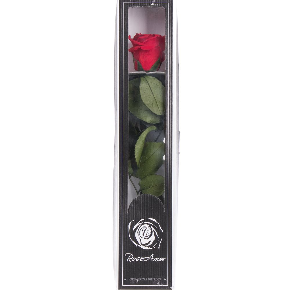 Präparierte Rose rot 30cm Red-02