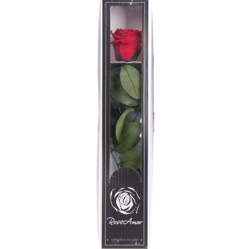 Präparierte Rose rot 30cm Red-02