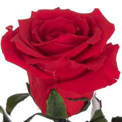 Präparierte Rose rot 30cm Red-02