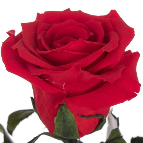 Präparierte Rose rot 30cm Red-02