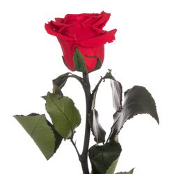 Präparierte Rose rot 30cm Red-02