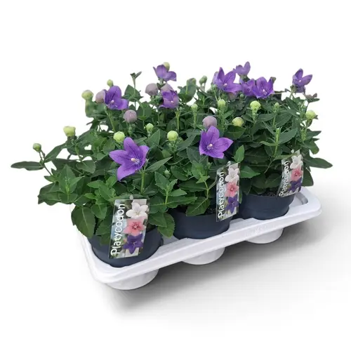 Platycodon violett T17 H035