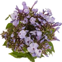 Phlox milka Miss Lolita 60cm