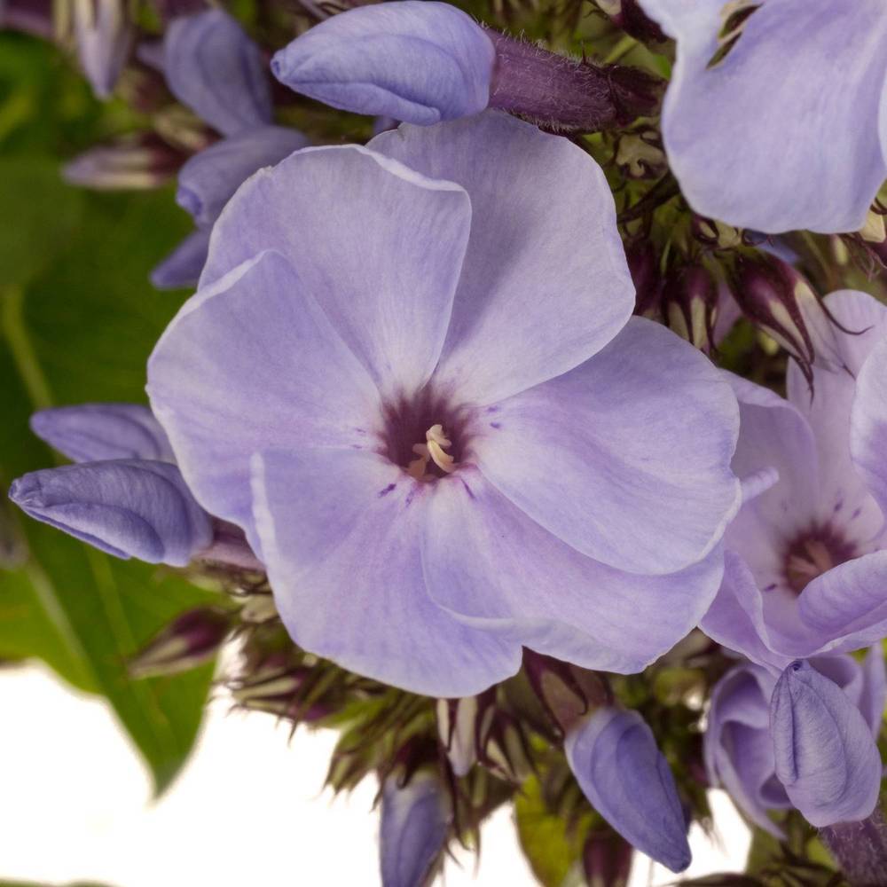 Phlox milka Miss Lolita 60cm